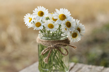 Little daisy flowers in a glass jar