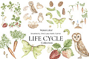 Watercolor Life Cycle Bundle 2, an Education Illustration by MayaNavits (Thumbnail 2 of 14)