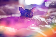 Holographic Light Leaks, a Texture Graphic by Julie&Taily (Thumbnail 24 of 28)