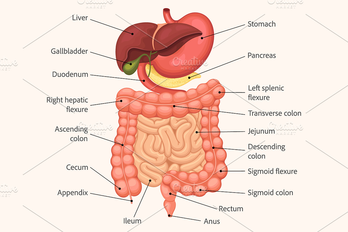 Human digestive system anatomy, a Healthcare Illustration by Yayasya (Photo 2 of 3)