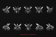 10 Bundle Dark Art Wasp Insect Skull, an Illustration by Morspective (Thumbnail 6 of 7)