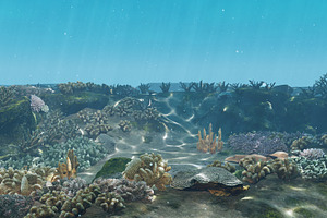 Underwater Coral Reef Habitat Ocean