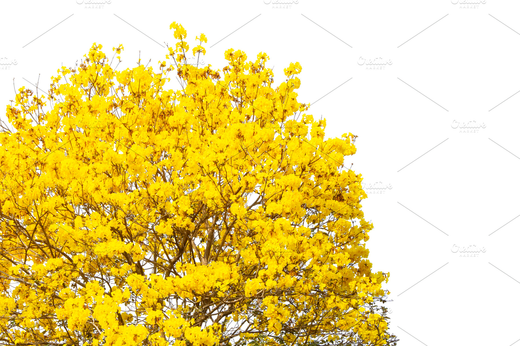 Golden Tree, Yellow Flowers Tree., a Nature Photo by rakoptonLPN