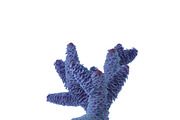 Seaweed, an Environmental 3D Model by AndrewWhite (Thumbnail 2 of 9)