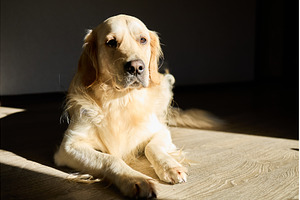 Golden retriever relaxing quietly in