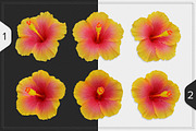 Hibiscus Flower isolated, an Object Graphic by pixelworkz (Thumbnail 2 of 4)