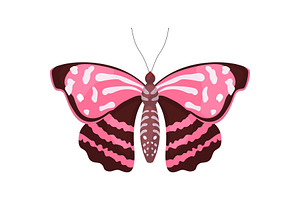 Fluttering Tropical Butterfly With