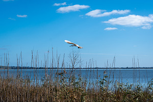 Royal spoonbill flying over Lake Colac, Victoria, Australia, amo, an Animal Photo by GoodGoods