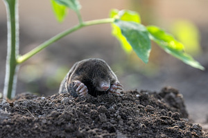 Mole digs in soil near young plant on warm day, an Animal Photo by Byrdyak