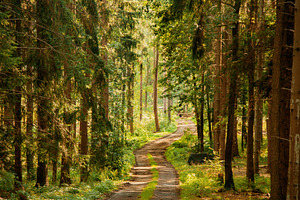 dirt road through a pine forest in the Sudetes, Poland
