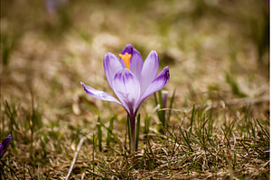 Spring crocus flower. Seasonal, a Nature Photo by Nature and travel