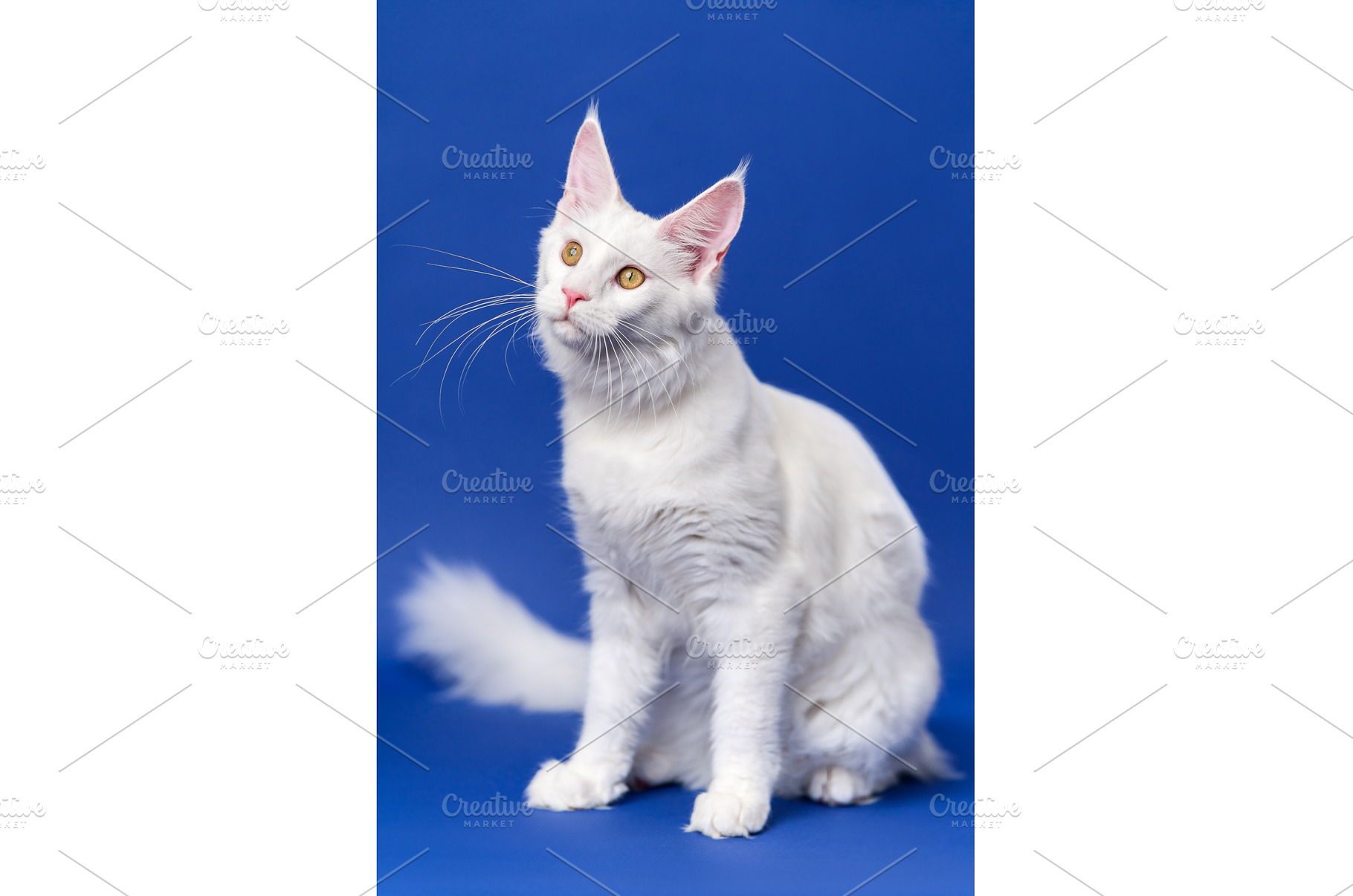 Longhair cat breed Maine Coon Cat, an Animal Photo by Alexander-Piragis