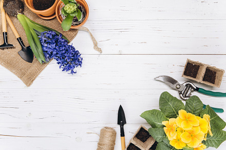 Gardening background. Hyacinth and primula flowers with garden t, a Holiday Photo by Cherkas Photography