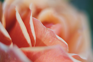 Soft Peach Rose Closeup Photo, a Nature Photo by René Jordaan Photography