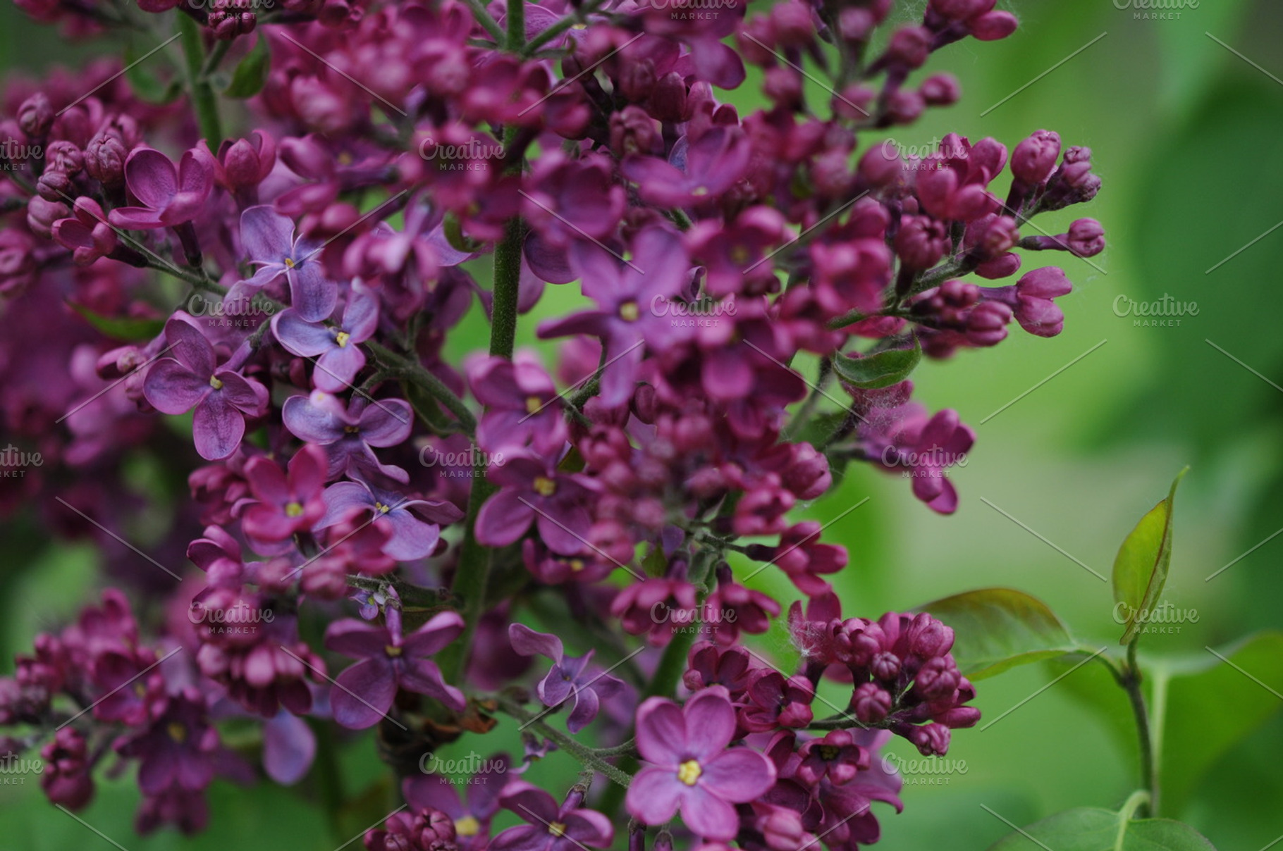 Violet Lilac, a Nature Photo by photoschonberger