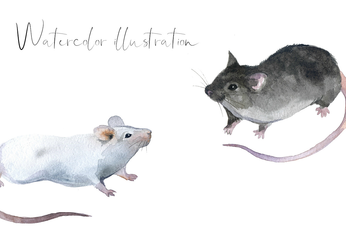 Watercolor rodents Clipart png, an Animal Illustration by KomtsyanTatyanaArt (Photo 3 of 4)