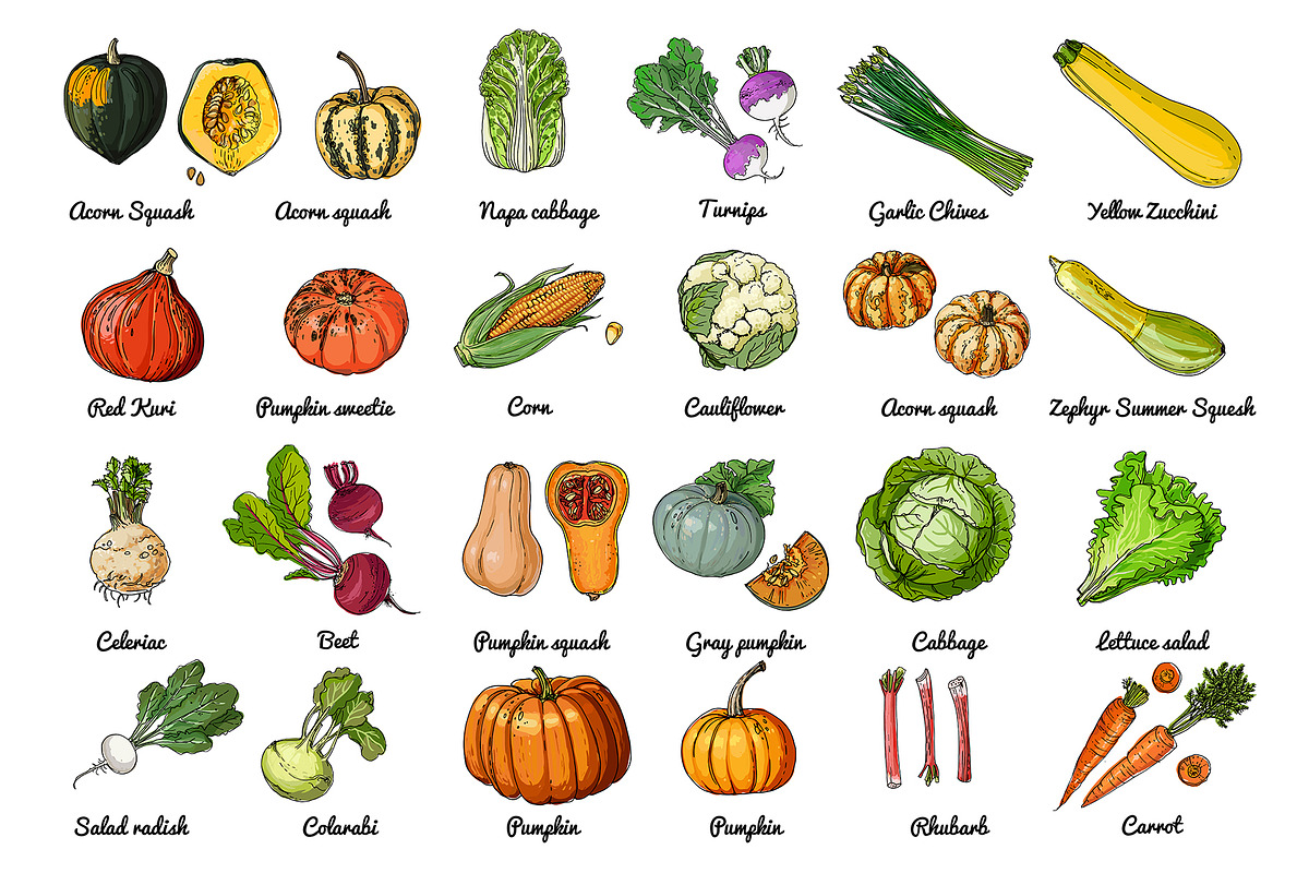 Vector food: vegetables and fruits, a Food Illustration by irina.vaneeva (Photo 9 of 16)
