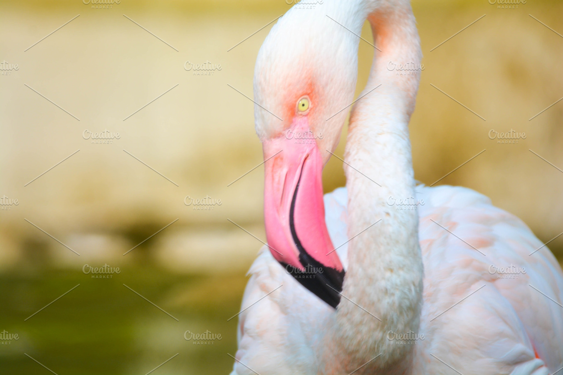 Flamingo stock photo, an Animal Photo by K_Srinivas