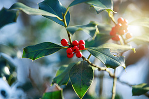 Red berries and shiny green leaves of a holly tree glowing in sunlight, a Nature Photo by Antonio Gravante Market