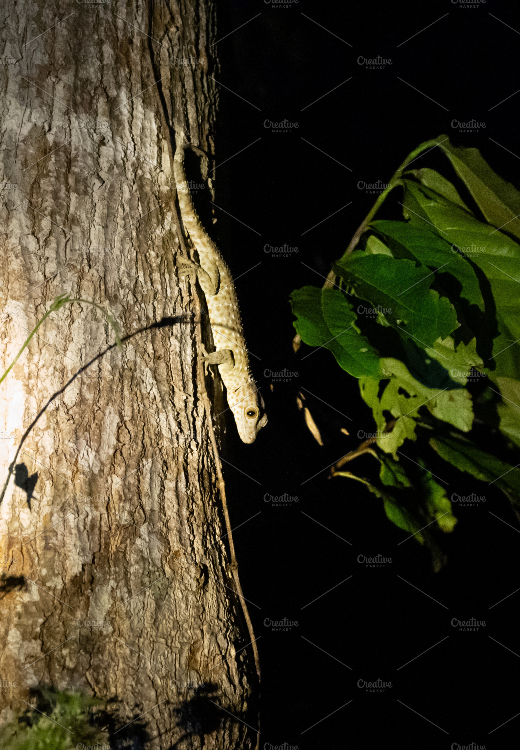 Tokay gecko climbing a tree at Tentena, Sulawesi, Indonesia, an Animal Photo by GoodGoods
