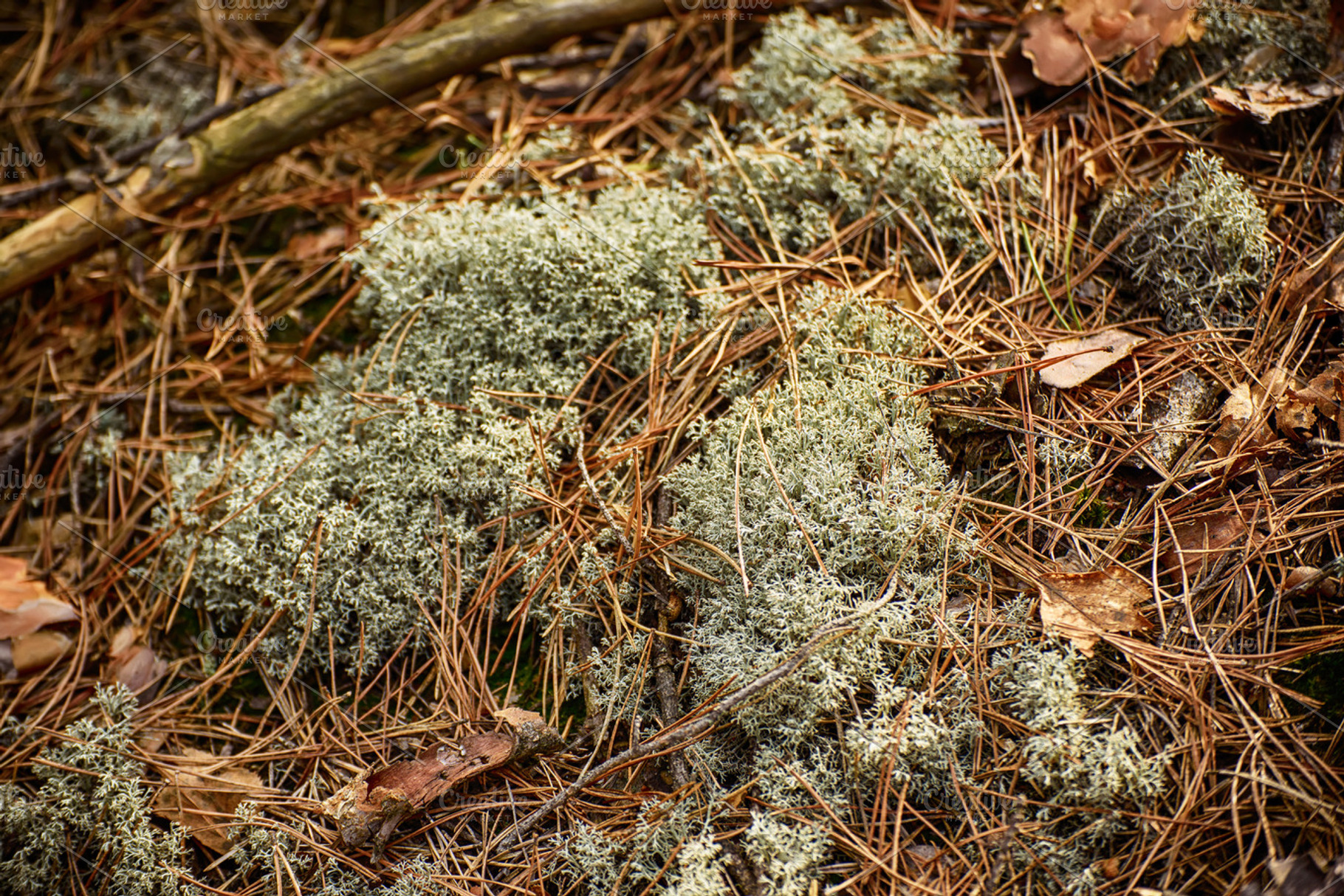 Abstract moss background containing background, forest, and lichen, an Abstract Photo by Nature and travel