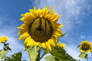 Sunflowers And Blue Sky