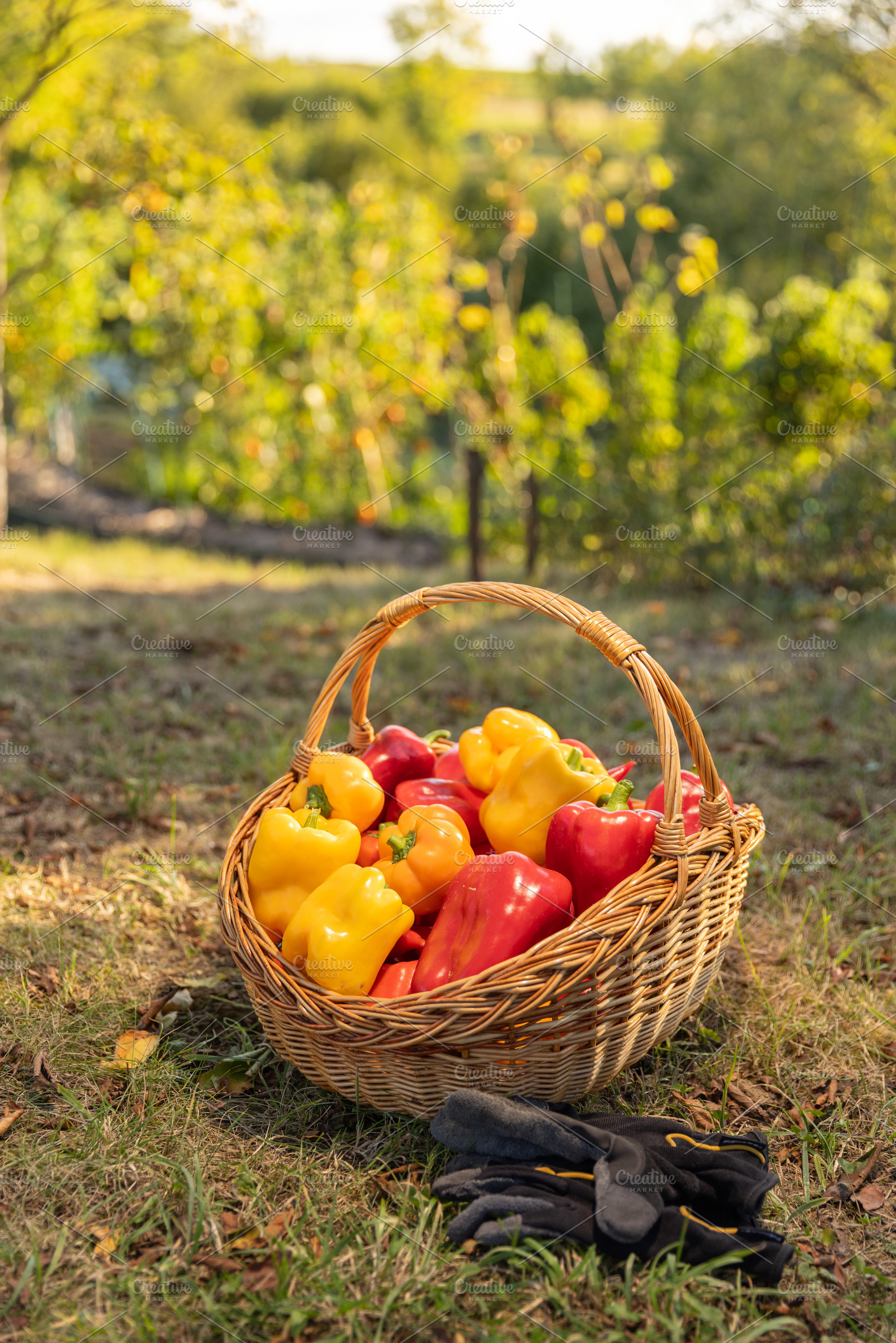 Homegrow produce concept, a Photo by Grafvision photography