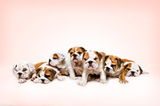 English Bulldog Puppies, an Animal Photo by BakerStreetStudioAU (Thumbnail 1 of 2)