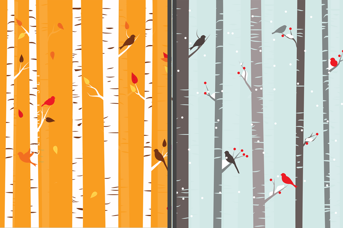 Birch trees winter fall clip art, a Seasonal Illustration by WinchesterLambourne (Photo 4 of 4)