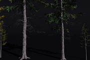 The European Larch Tree, a Plants & Tree 3D Model by FuturePastCreatives (Thumbnail 2 of 9)