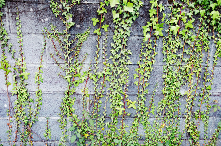 Grey brick wall with plants around, an Abstract Photo by José Manuel Gelpi