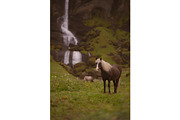 A horse with a view, an Animal Photo by 1995prints (Thumbnail 2 of 4)