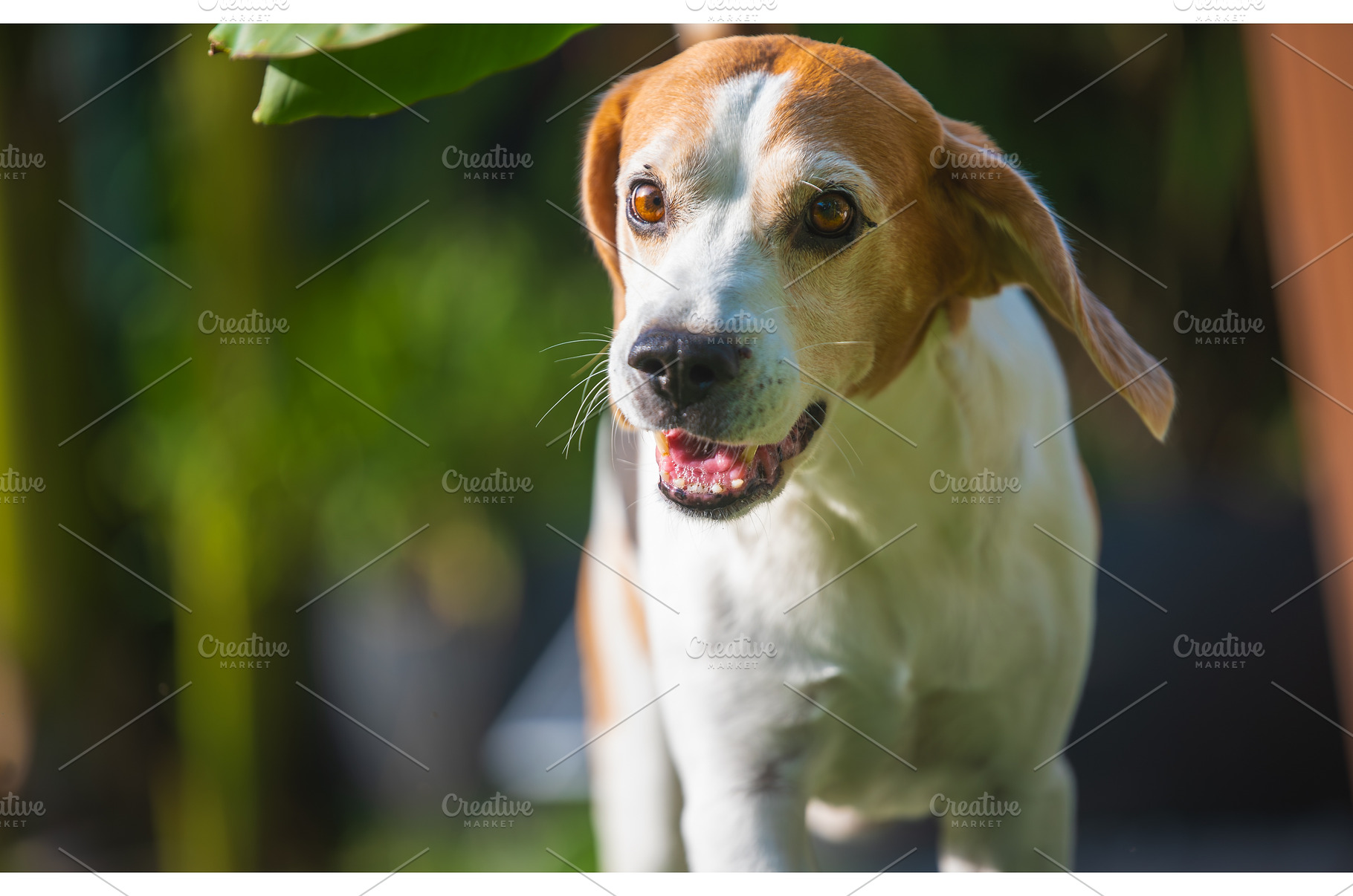 Portrait of a senior beagle dog, an Animal Photo by MadPhotos