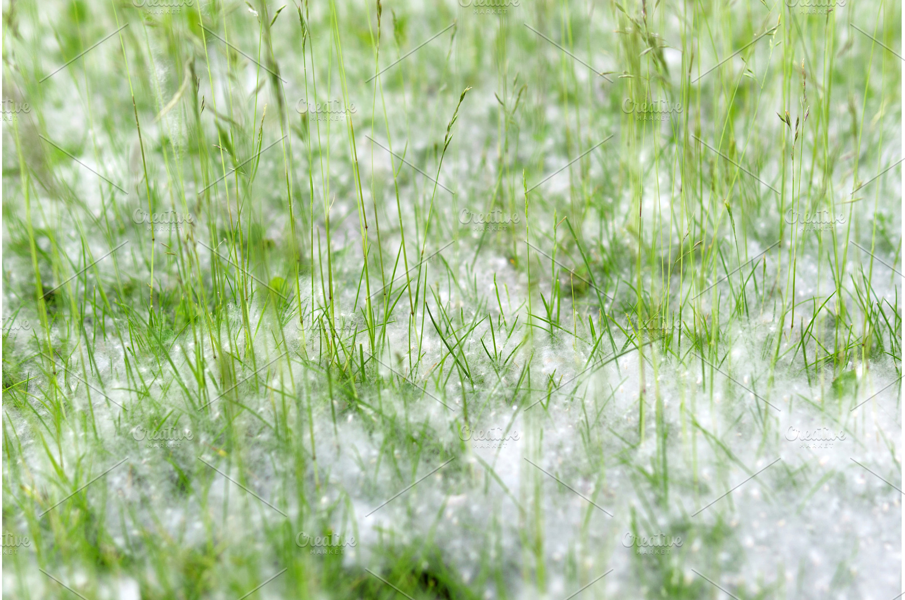 Fluff lies in the green grass, a Nature Photo by darksoul72