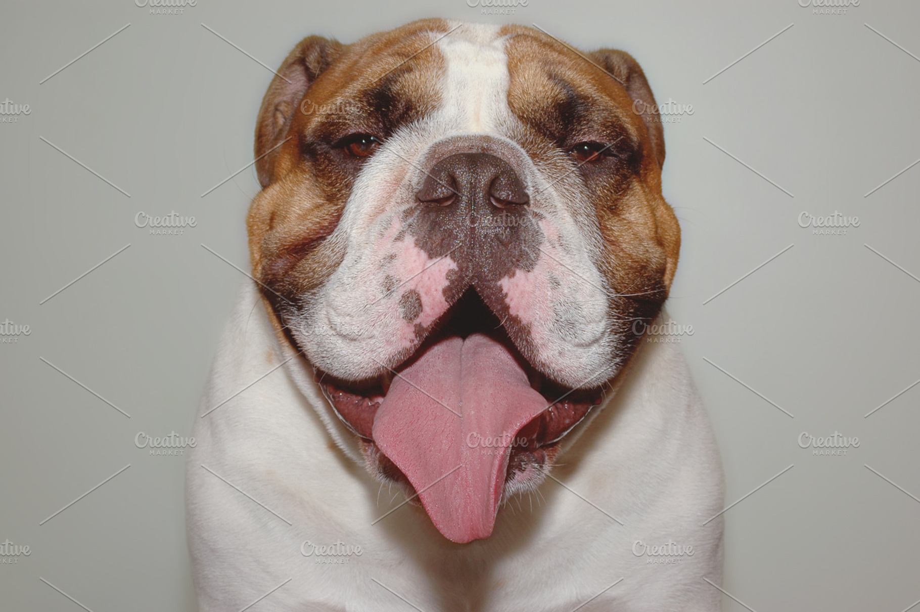 English Bulldog Featuring Bulldog English Bulldog And Handsome