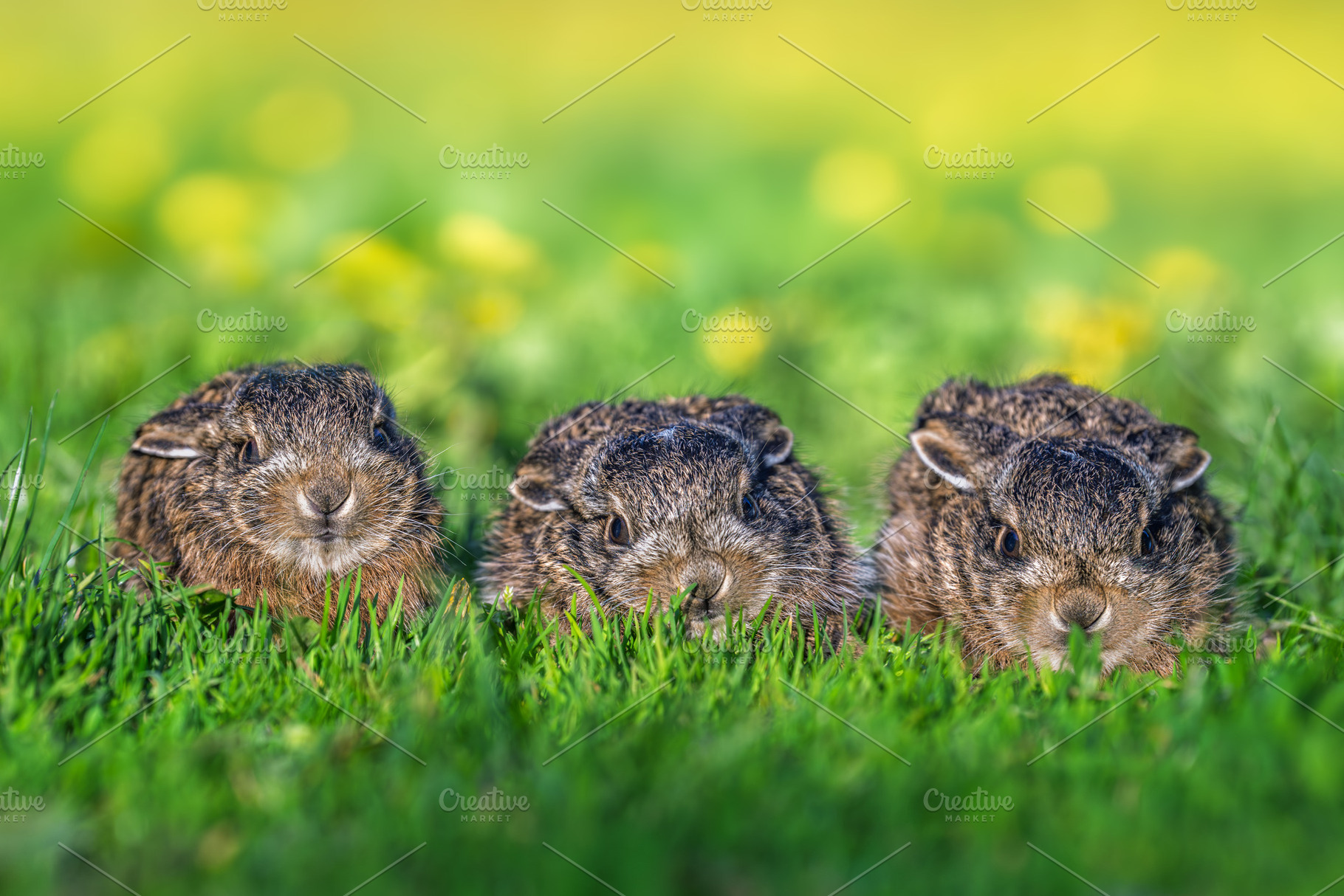 Three wild leverets resting in green spring grass, an Animal Photo by Byrdyak