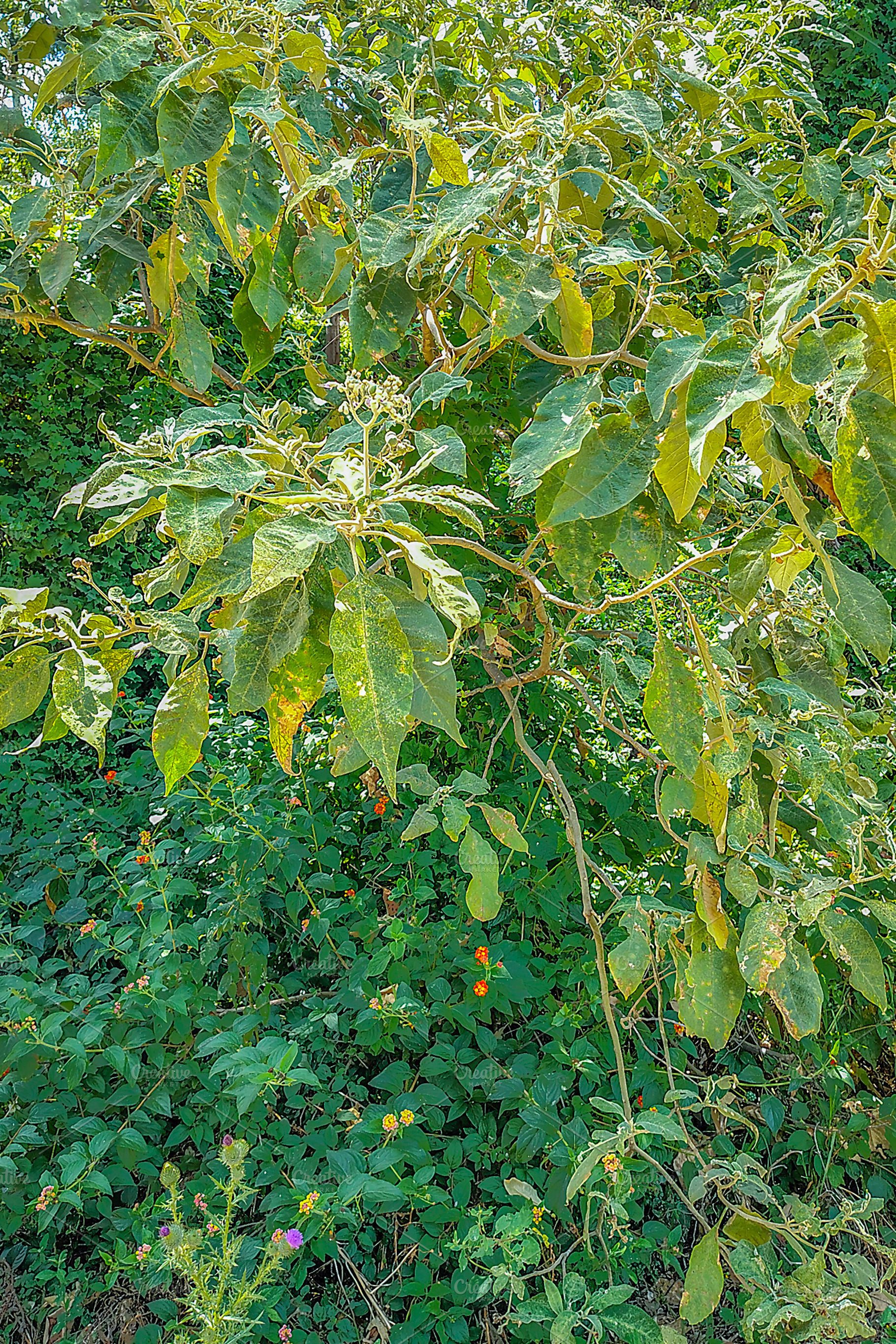 Green bush in foreground, a Nature Photo by DanFLCreativo