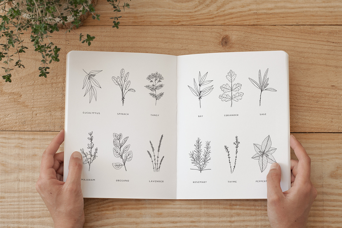 100+ plants bundle | vol. 1 + 2 + 3, an Illustration by Crocus Paperi (Photo 18 of 18)