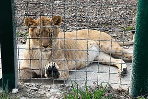 Lion resting peacefully behind a fence at a zoo enclosure, a Photo by AS photostudio
