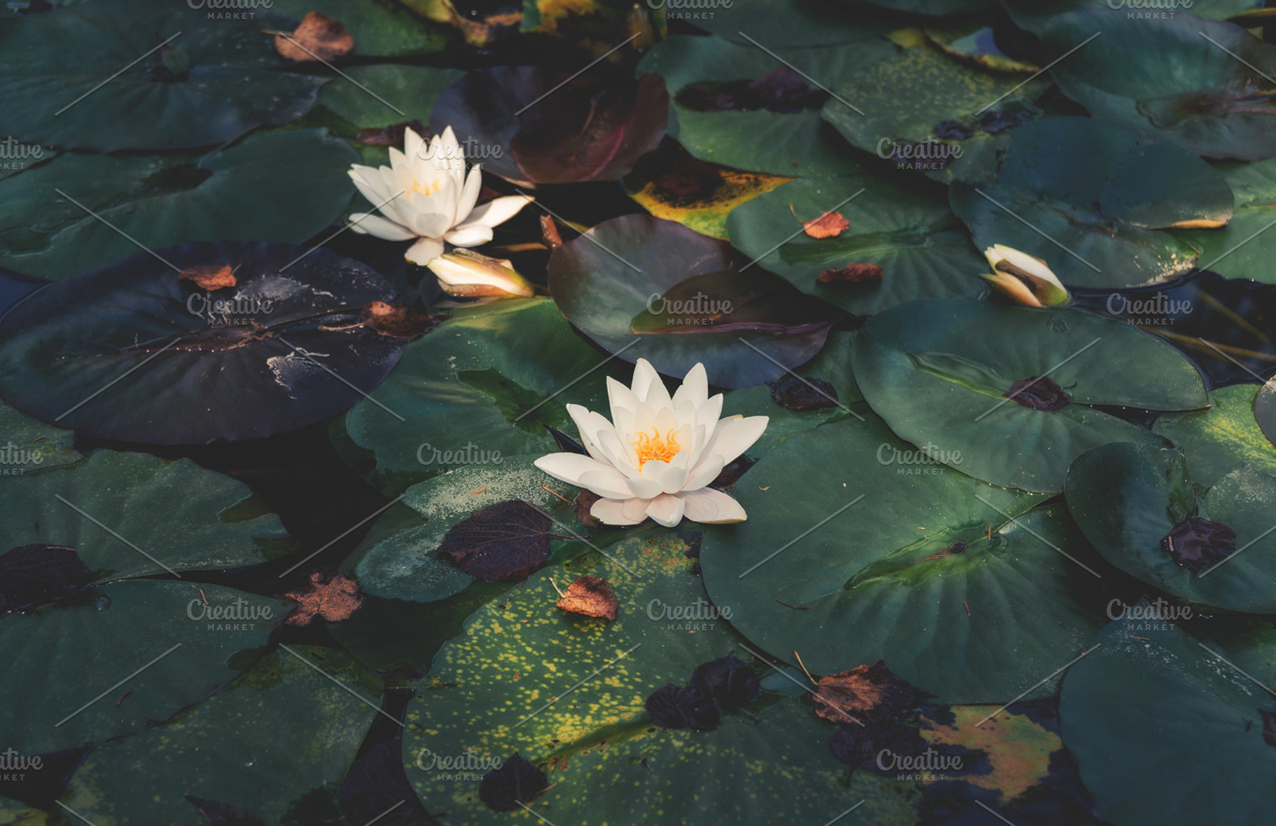 Waterlilly in a garden pond, a Background Photo by HrastovaSiska