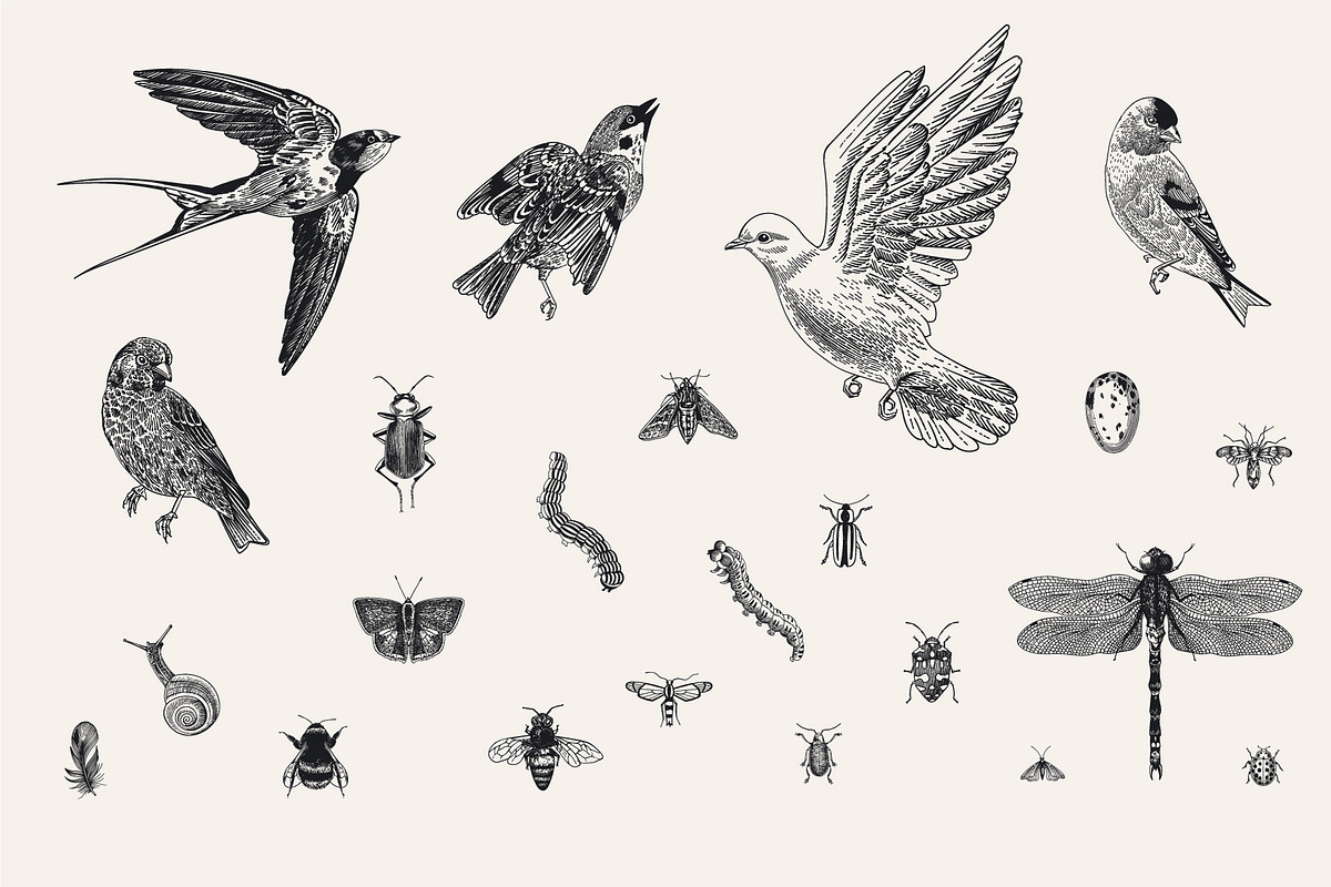 Garden Birds. Black & white, an Animal Illustration by olga.korneeva (Photo 5 of 7)