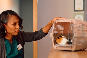Mature black woman at veterinary clinic waiting area with guinea, a Photo by DanFLCreativo