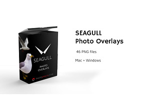 46 Seagull Photo Overlays