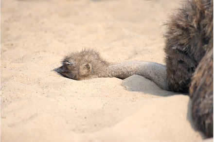 ostrich hides its head in the sand