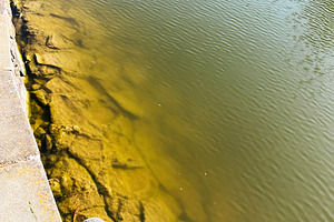 Two turtles resting on a sunlit lakeside with calm water, a Photo by AS photostudio