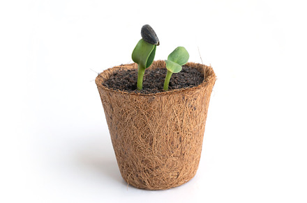 Sunflowers seedling growing in a pot with soil. Plants trees ger, a Photo by Tampatra