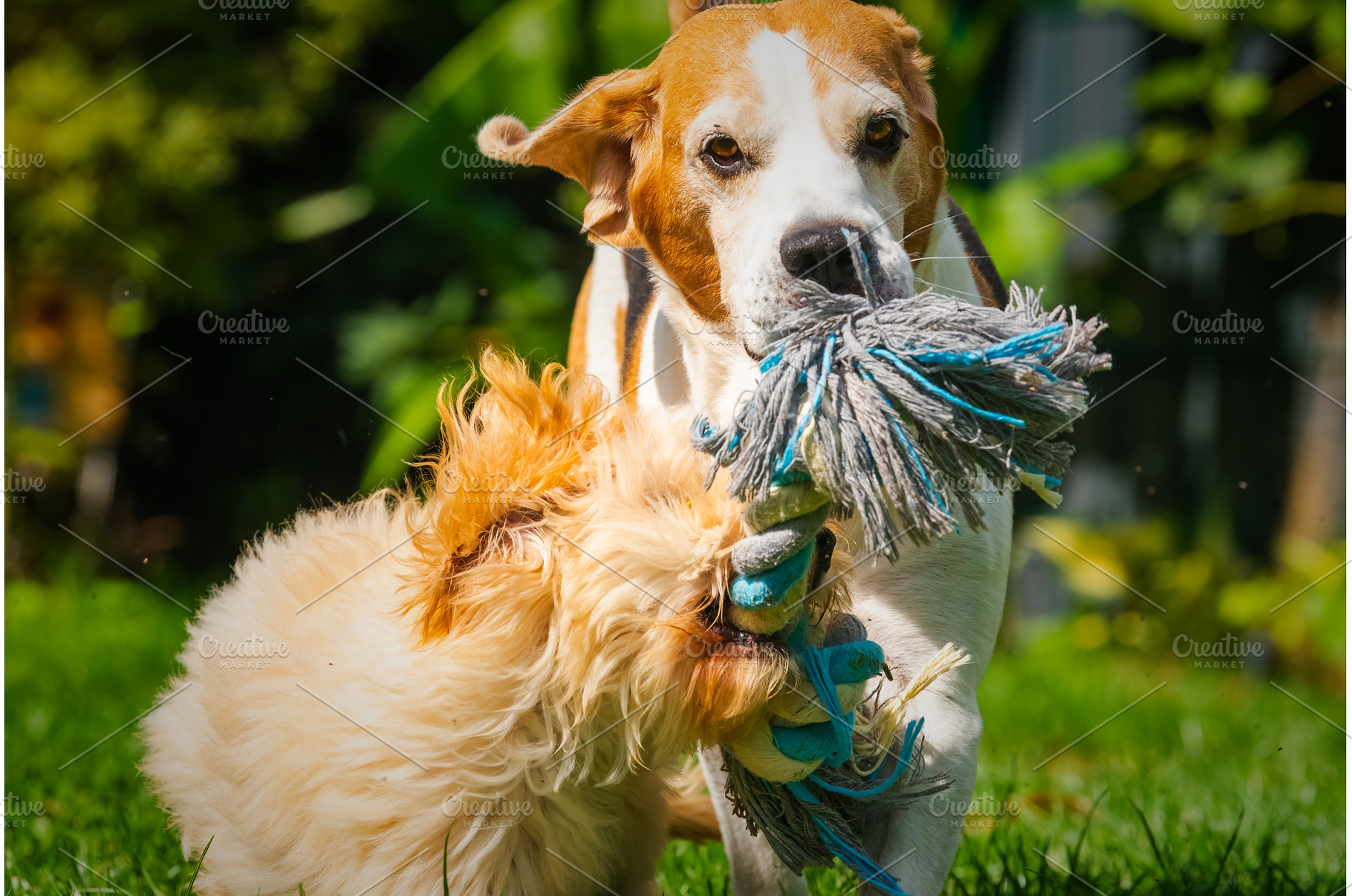 Beagle and puppy maltipoo playing, an Animal Photo by MadPhotos