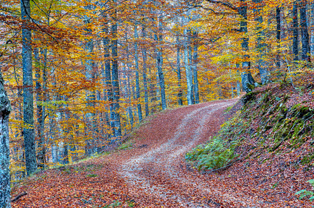 Beech forest on the way to the Vegabaño mountain refuge in Soto de Sajambre, P