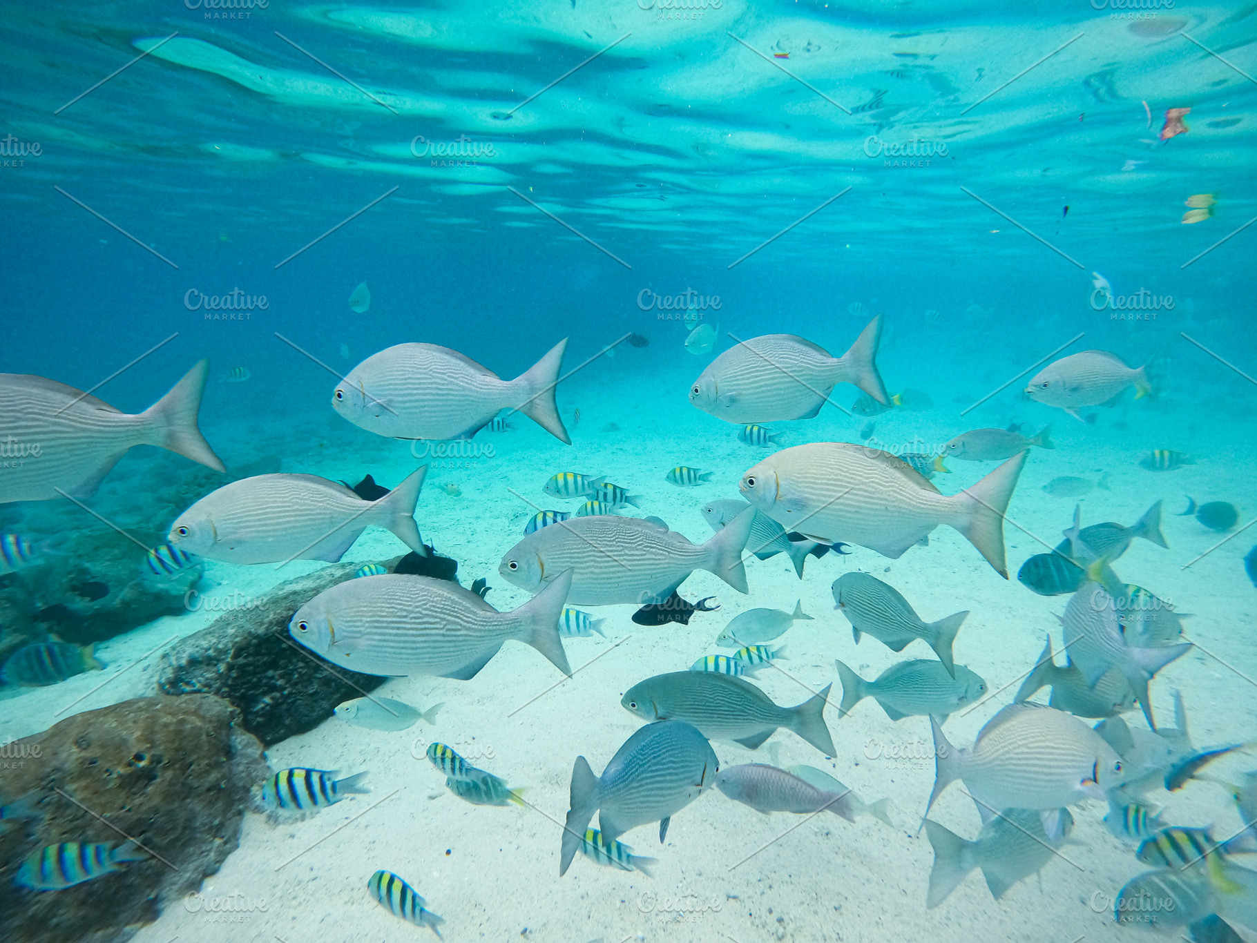 Colorful Reef Fish, an Animal Photo by bastera