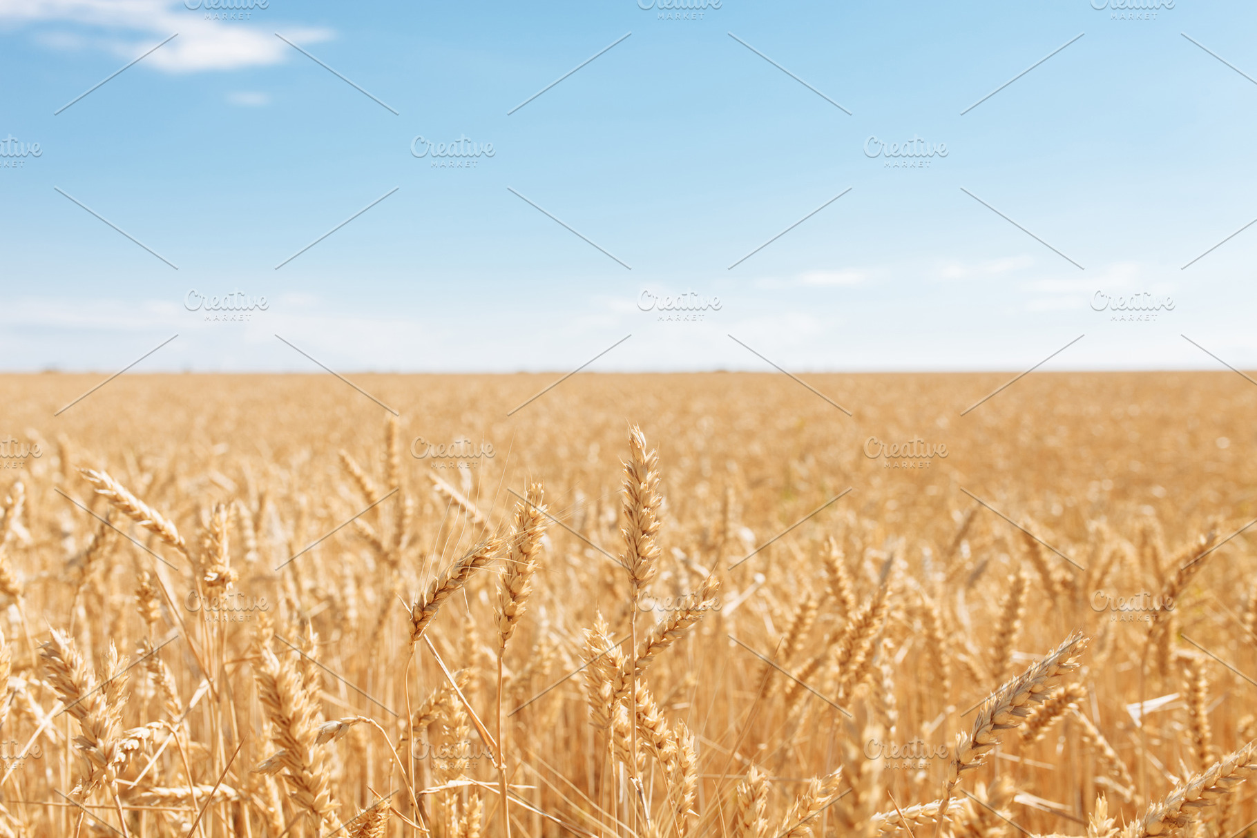 Wheat field, landscape view, Sunny, a Nature Photo by Shopping King Louie